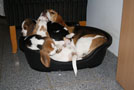 Beaglewelpen mit Beethoven im Korb